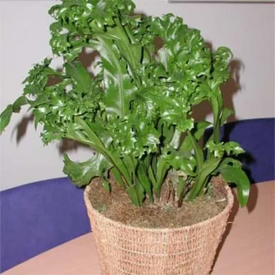 Мікросорум Green Flame фото