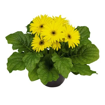 Гербера Midi Yellow Bl. C. фото
