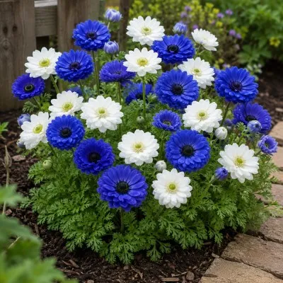 Анемони Blue and White Мікс фото