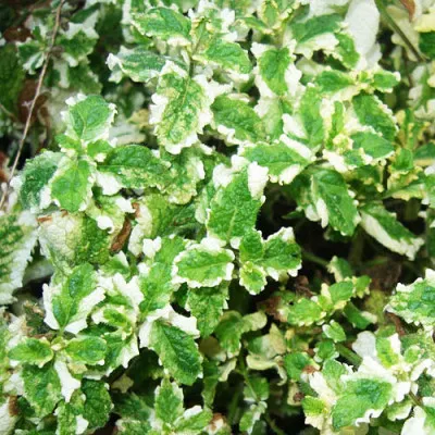 М'ята Variegata фото