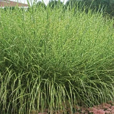 Міскантус Zebrinus фото