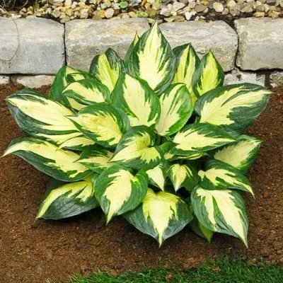 Хоста Morning Star фото