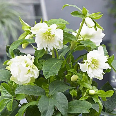 Морозник White Double фото