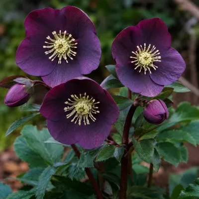 Морозник Blue Lady фото
