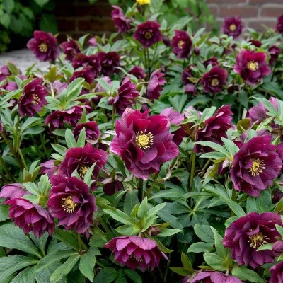 Морозник Double Ellen Red фото