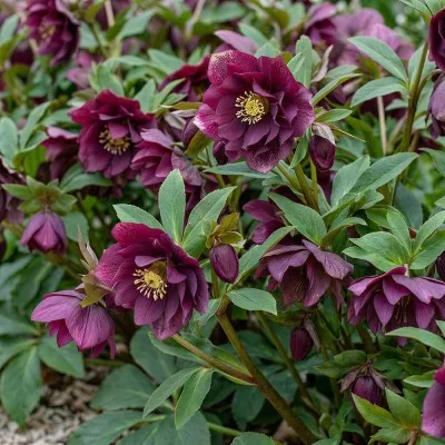 Морозник Double Ellen Red фото