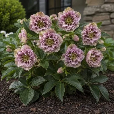 Морозник Double Ellen Spotted Pink фото