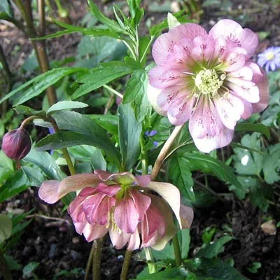 Морозник Double Ellen Picotee фото