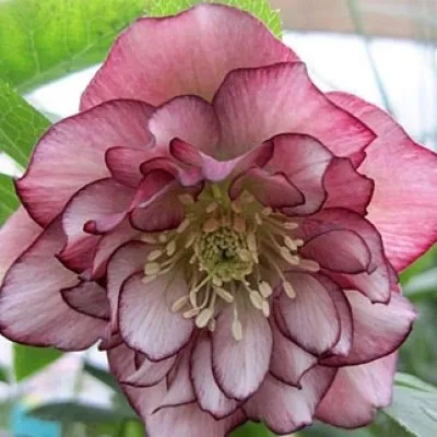 Морозник Double Ellen Picotee фото