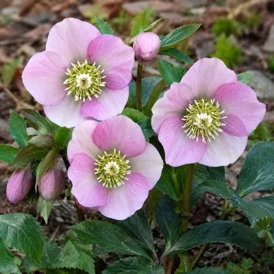 Морозник Orientalis фото