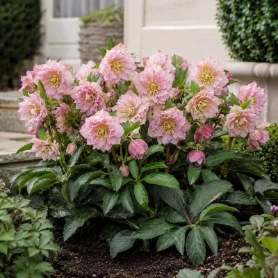 Морозник Pink Double фото
