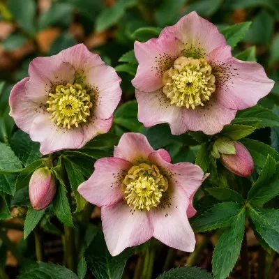 Морозник Pretty Ellen Pink фото