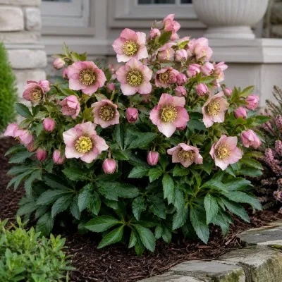 Морозник Pretty Ellen Pink фото