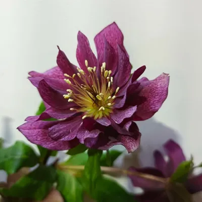 Морозник Pretty Ellen Purple фото