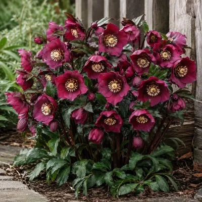 Морозник Pretty Ellen Red фото