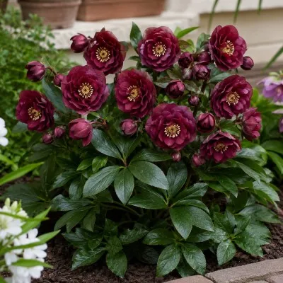 Морозник Red Double фото