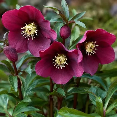 Морозник Red Lady фото