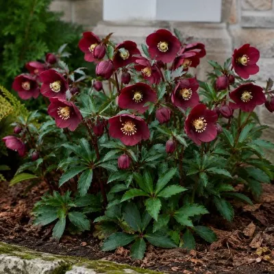 Морозник Red Lady фото