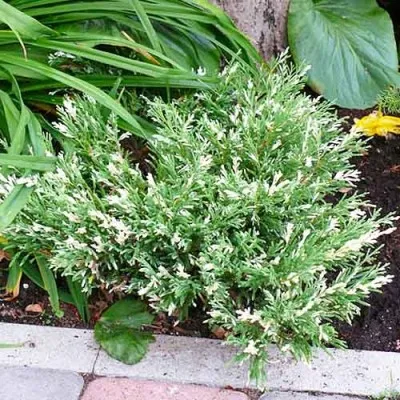 Ялівець Andorra Variegata фото