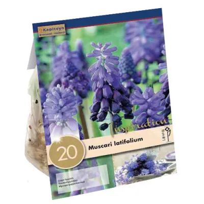 Мускарі Latifolium (Брендові цибулини KAPITEYN®) фото