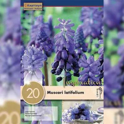 Мускарі Latifolium (Брендові цибулини KAPITEYN®) фото