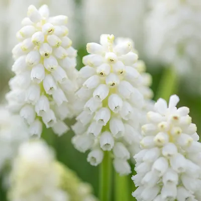 Мускарі White Magic фото