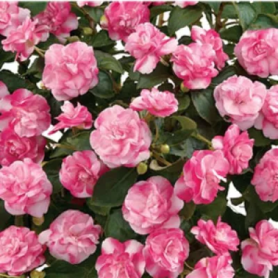 Бальзамін Musica Bicolor Pink фото