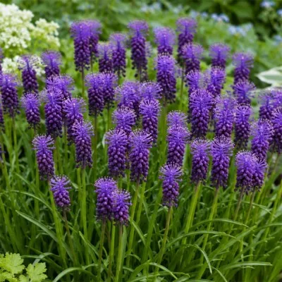 Мускарі Comosum фото