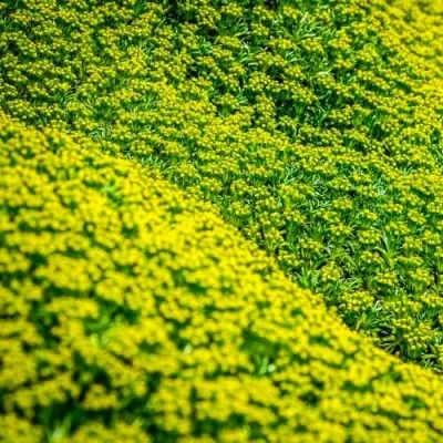 Азорелла трьохвильчаста Nana фото
