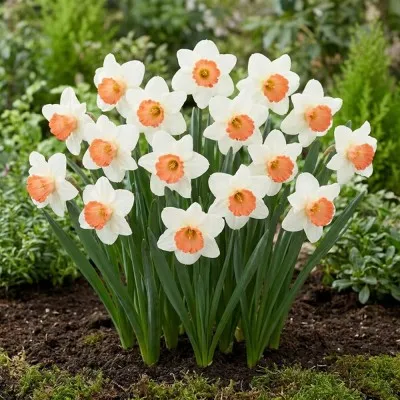 Нарцис Accent фото