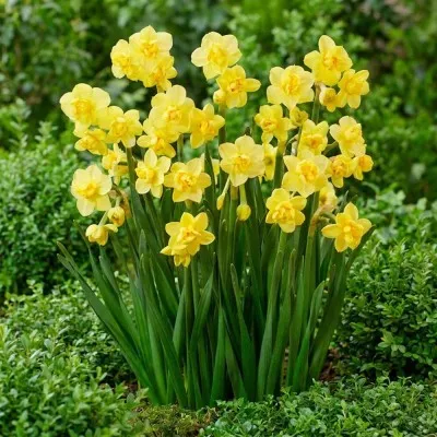 Нарцис Yellow Cheerfulness фото