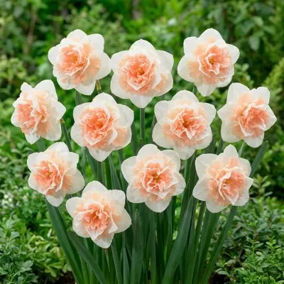 Нарцис Flower Surprise фото