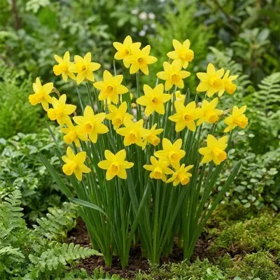 Нарцис Golden Carpet фото