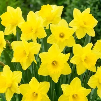 Нарцис Lemon Shake фото