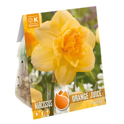 Нарцис Нарцисс Orange Juice (Брендові цибулини KAPITEYN®) фото