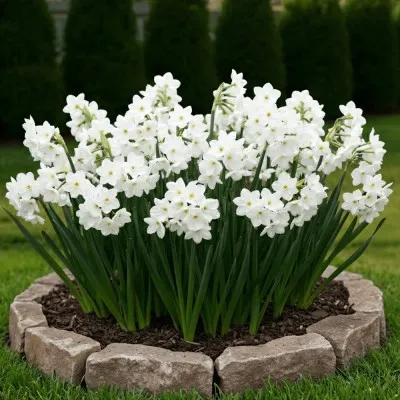 Нарцис таццета Papyraceus (Paperwhite) фото