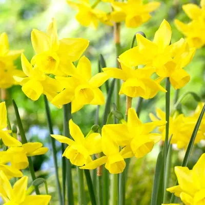 Нарцис Yellow Ocean фото