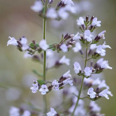 Каламінта Nepeta ssp. Nepeta фото