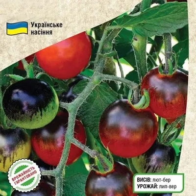 Помідор Найт Рейн фото