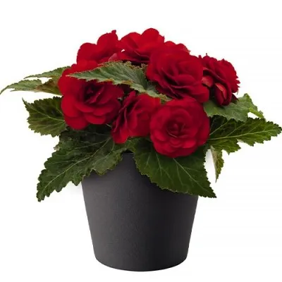 Бегонія Non Stop Dark Red фото