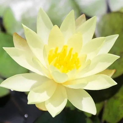 Водяна лілія Sulphurea фото