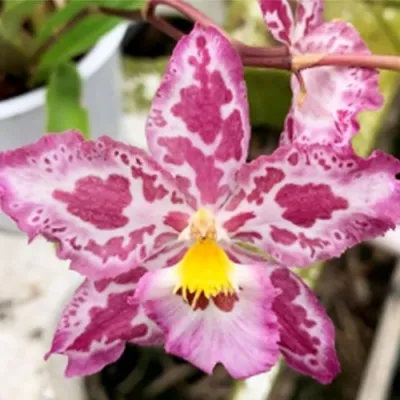 Орхідея Odontoglossum Gallico фото