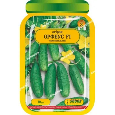 Огірок Орфеус F1 фото