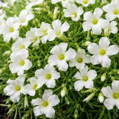 Оксаліс (кислиця) White Spider фото