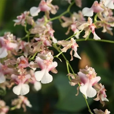 Орхідея Onncidium Rosy Sunset фото