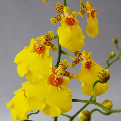 Орхідея Oncidium Joost фото