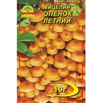 Опеньок літній фото