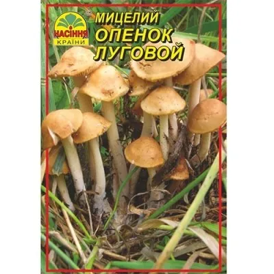 Опеньок лучний фото