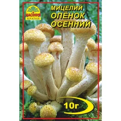 Опеньок осінній фото