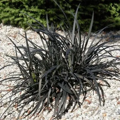 Офіопогон Black Dragon фото